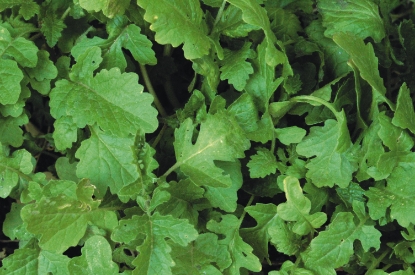 Picture of Mustard White